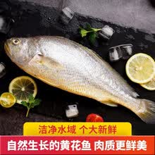 （69鳕鱼拍两份1kg）鳌鲜有货野生新鲜鳕鱼片切块 食材清蒸烧烤炸小黄花鱼海鲜水产【发顺丰冷链】 小黄花鱼（2盒装）