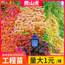 爬山虎苗三叶五叶爬藤植物四季爬墙虎树苗室内外盆栽地栽户外藤蔓 五叶爬山虎【5棵试用装】 不含盆