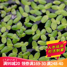 真水草活体浮萍水草活体植物 鱼缸水草泥  小鱼缸造景 鱼缸水草  净化水质 鱼缸造景装饰 芝麻萍约50颗（金鱼爱好者的天然饲料）