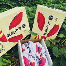 梓乐果 匠坊安纳芋板栗薯中贵族粗粮5斤香甜新鲜番薯山芋生地瓜营养好吃 礼盒装 4.5斤