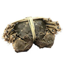 现货直发全母公母蟹新鲜大闸蟹鲜活螃蟹特大 礼盒六月黄 罗菲迪新 【净重1.7-2.2两】6只全母