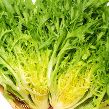 寿禾 苦菊种子苦苣菜籽扇形春夏秋四季播种疏蔬莱菜子快菜种籽家庭阳台种植寿光蔬菜种菜仔 寿禾黄心苦菊种子 10g原装