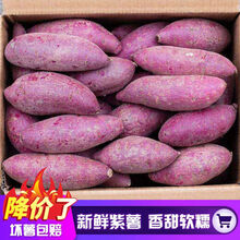 【香甜粉糯】沙地紫薯新鲜现挖番薯蔬菜5斤10斤地瓜 带箱10斤小果
