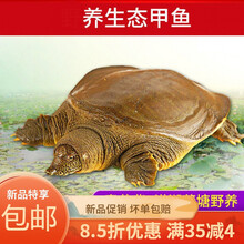 甲鱼外塘黄皮甲鱼活鲜活食用甲鱼放养甲鱼生态活体王八 欧登城娜 2斤野塘鳖