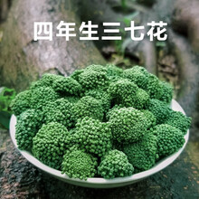 【官方旗舰】三七花茶云南文山新花四年生田七粉散装500g 正品2020年高品质4年新花(500克)礼罐包装