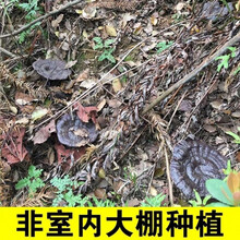 正宗深野生灵芝 天然黑灵芝片 泡茶煮茶煲汤泡洒肝养生 50克 黑灵芝