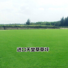 草坪种子 天堂草草坪草籽 庭院别墅绿化 草种 低矮耐践踏子 天堂草种子(一斤)