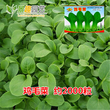 蔬菜种子四季播阳台农家田园易种菜庭院春夏秋套餐盆栽香菜籽 鸡毛菜约600粒