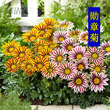 蝶沾花 室外多年生花草花卉种子勋章菊耐寒旱勋章花种子四季种易活耐热花籽非洲太阳花室内阳台庭院盆栽花草 勋章菊种子 半斤