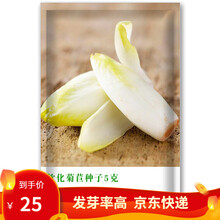 凤鸣雅世蔬菜种子软化菊苣种子金玉兰种子 芥蓝种子红菜苔种子白菜苔种子粗条芥蓝种籽菜心种子菜种子春季菜 蔬菜种籽 软化菊苣种子 5克