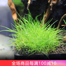 异景园 鱼缸造景莫斯沉木水榕活体无土植物懒人增氧真水草趴地矮珍珠陀草绿九冠绿菊铁皇冠小鱼缸造景装饰 牛毛【陀草】