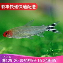 鱼官儿 热带观赏鱼红绿灯科鱼活体宠物小型淡水鱼群游灯鱼 红鼻剪刀9条（1-2cm）