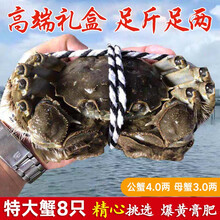 【活蟹】蟹锦美大闸蟹 现货鲜活特大螃蟹 活蟹公蟹可全母蟹活体 海鲜水产生鲜礼盒 公蟹4.0-4.3两母蟹3.0-3.3两4对8只