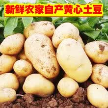 【黄心土豆】山东新鲜大土豆5/10斤批发蔬菜黄皮马铃薯地蛋 5斤净重 当天现挖土豆(150-300克重)