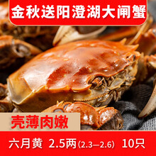 【活蟹】蟹滋煌 阳澄湖六月黄大闸蟹鲜活现货 苏州河蟹湖蟹清水螃蟹 生鲜螃蟹水产礼盒送礼现捕现发 六月黄2.3~2.6两 10只