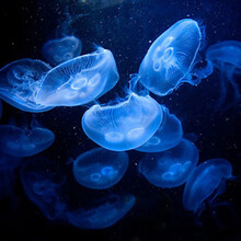 天弗海月赤月水母小动物活物小型小宠物活体水族海水养殖迷你桌面海蜇 5-6大海月数量50只以上