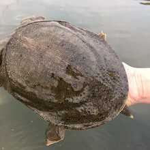 鲜活大甲鱼当天抓散养团鱼王八活体中华老鳖送礼 6只共9斤老鳖: