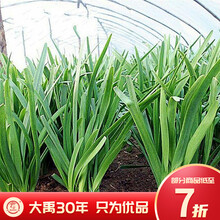 大禹 紫根韭菜盆栽苗宽叶韭菜根现挖红韮菜独根四季阳台春季蔬菜 宽叶雪韭 100g 散装【不休眠】