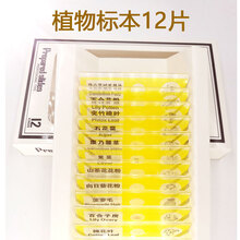儿童显微镜标本切片 中小学生生物科学实验科普昆虫植物动物玩具 植物标本12片(黄色)