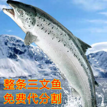 悦芳华旗舰店 13斤/条 冰鲜三文鱼 新鲜刺身非冷冻 可分割 有芥末酱油