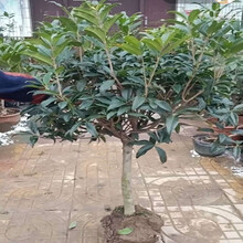 嫁接金桂花树苗四季桂月桂树苗桂花树苗八月桂盆栽庭院盆栽 3厘米品种备注 不含盆