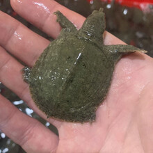 公雄大甲鱼鲜活活体食用团鱼海鲜鲜活王八中华鳖营养老鳖 诺斯食美 5只 甲鱼苗