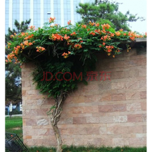 阿雨戈 美国凌霄花苗 爬藤植物 紫藤花苗 阳台庭院绿化攀缘 爬山虎中国凌霄花 庭院盆栽地栽绿植花卉 凌霄2年苗 不含盆