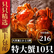 六月黄大闸蟹8-16只【包活-顺丰冷链】舔鲜生鲜螃蟹活体实物河湖蟹清水大闸蟹 【只只带黄】10只装(2.0-2.5两)