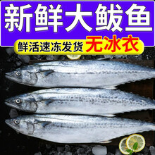 【冲量】鲅鱼批发马鲛鱼新鲜肉馅整条青占鱼特大燕鲐鲅鱼鲭鱼 鲜露哒 5斤大号燕鲅鱼【坏单包赔】