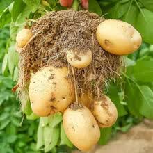 农家新鲜土豆 自种现挖黄皮马铃薯洋芋蔬菜青菜 1000g 中果