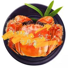 【活蟹】蟹之侣大闸蟹 六月黄大闸蟹 鲜活螃蟹现货生鲜河蟹礼盒 公母蟹1.0-2.6两 10只装 六月黄2.3-2.6两8只