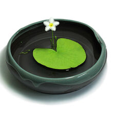 鱼缸浮萍水草活体水生植物浮性除3净化水质微景观水族箱满 青瓷花盆+大叶一叶莲