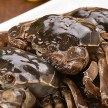 5折 醉蟹泡制醉河蟹螃蟹大闸蟹宁波特产醉毛蟹灌装即食700g