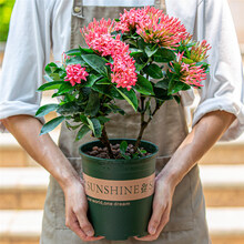 多瑙梦粉色龙船花盆栽室外阳台庭院好养四季开花植物带花苞绣球大盆花卉 粉色龙船花 带盆栽好