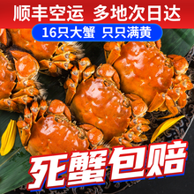 【活蟹】觅味鲜大闸蟹26只3.5-3.0两六月黄新鲜大蟹螃蟹鲜活生鲜湖蟹现货河蟹配礼盒 【12只】六月黄1.7-1.3两