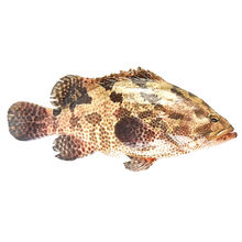 【潮汕海鲜】老虎斑石斑鱼海鲜水产鲜活深海海鱼新鲜龙趸鱼大石斑 其他规格可以仔细客服下单