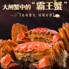 【活蟹去绳净重】宿有千香大闸蟹洪泽湖六月黄大闸蟹生鲜现货鲜活螃蟹礼盒生鲜骆马湖河蟹实物6月黄促销 6月黄（1.1-1.3两16只）