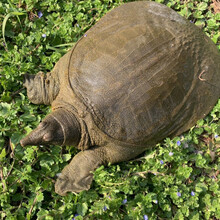 公雄大甲鱼鲜活活体食用团鱼海鲜鲜活王八中华鳖营养老鳖 诺斯食美 买一囎一(2只共2.5斤)