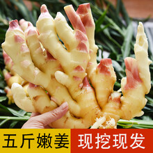 悠妃 鲜姜嫩姜生姜新鲜现挖现发山东红芽姜糖醋泡姜仔姜子姜1/3/5/9斤 4500g