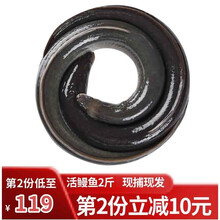 【活鲜】三都港 活鳗鱼 活鲜淡水鱼 生态淡水河鳗/鳗鱼/白鳝 现捕鲜活 活鳗约2斤/条