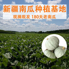 新疆银板栗老南瓜甜糯批发正宗沙漠族圆栗子南瓜 A级别：3斤装【精选装】