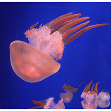 天弗海月赤月水母小动物活物小型小宠物活体水族海水养殖迷你桌面海蜇 3-4大赤月数量50只以上