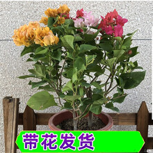 【带花 顺丰发货】重瓣三角梅盆栽树苗爬藤老桩带花苞发货室内外观花植物绿植花卉盆景 三色混栽【带花发货】 福建基地【含育苗盆土】