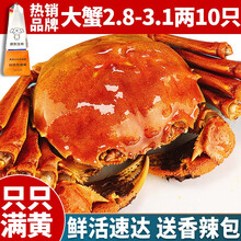 【活蟹 】蟹爵六月黄六月黄2.8-3.1两 10只 大闸蟹鲜活螃蟹现货 生鲜活中秋礼品礼盒