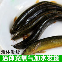 【微山湖泥鳅】鱼活体食用泥鳅现杀小青鳅黄泥鳅段 活体发货 半斤装