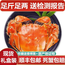 【活蟹】蟹品煌大闸蟹现货 大蟹 鲜活特大蟹 六月黄大闸蟹超大活蟹螃蟹全公母活鲜生鲜实物 水产礼盒装 特大蟹 3.1-3.4两 10只