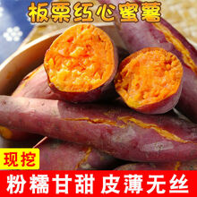 【粉糯超甜】新鲜现挖糖心红薯沙地红心蜜薯3/5/10斤农家山芋番薯 大果(带箱9-10斤)