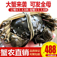 【活蟹】阳澄小斌大闸蟹 现货鲜活特大螃蟹 实物公蟹可全母蟹活蟹 海鲜水产生鲜礼盒装 公蟹4.5-4.8两母蟹3.5-3.8两 5对十只