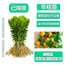 醉春木年桔苗广东龙门甜年桔苗应节春节新年还神拜神用年桔果树苗 生根粉1包 60cm(含)-69cm(含)