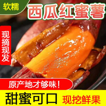 西瓜红蜜薯5斤红薯新鲜10斤糖心板栗沙地超甜红心山芋农家烤地瓜 3斤装 中大果